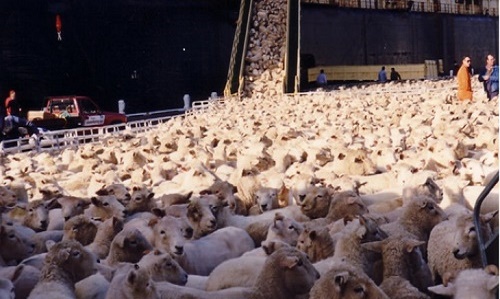اهداف پروش گوسفند زنده و انواع روش های آن