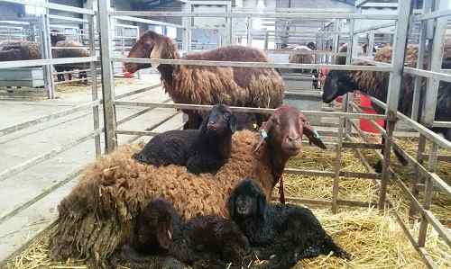 بررسی دقیق انواع نژاد گوسفندان ایران (بخش سوم )