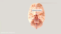 مغزنما؛ سنگهای دکتر بی کو و ساختارهای عصبی