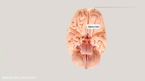 مغزنما؛ توپهای دکتر بی کو و ساختارهای مغزی