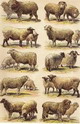 حفظ خلوص نژاد گوسفند