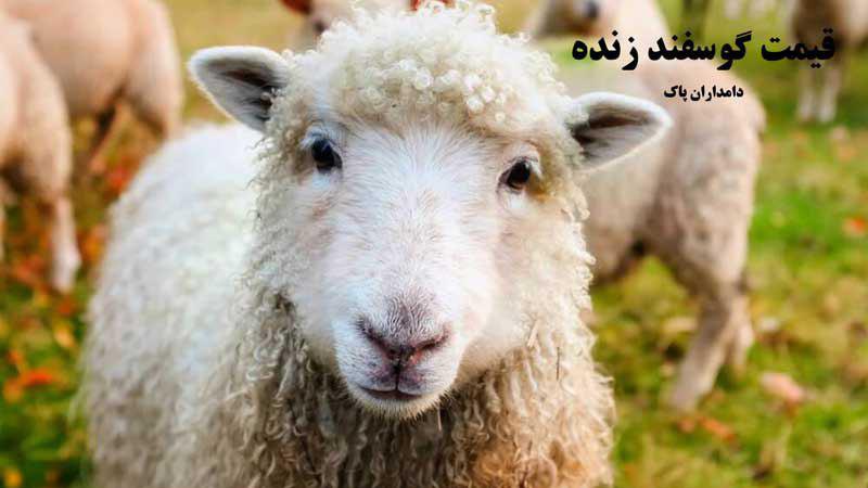 قیمت گوسفند زنده در تهران + نرخ خرید دام زنده امروز 98