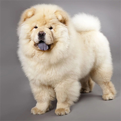 سگ چاوچاو سفید خصوصیات رفتاری ظاهری اموزش