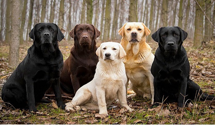 سگ لابرادور رتریور خصوصیات رفتاری تغذیه این نژاد