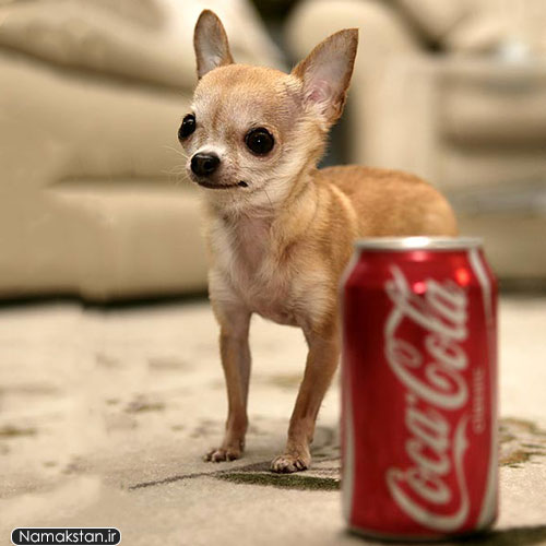عجیب ترین رکورد گنیس کوچکترین سگ زنده جهان