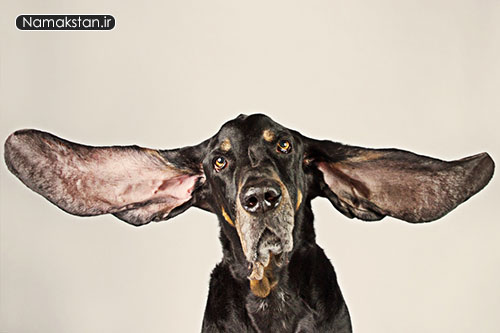 عجیب ترین رکورد گنیس طولانی ترین گوش سگ جهان که تا حالا زنده است