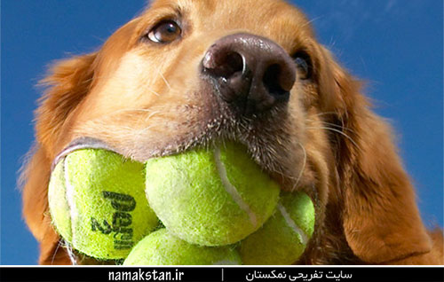 عجیب ترین رکورد گنیس بیشترین توپ تنیس در دهان یک سگ