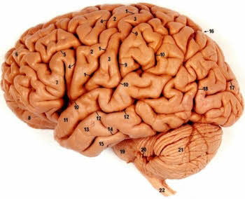 اعداد در داخل مغز انسان مشاهده شد !