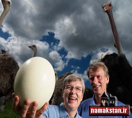 عجیب ترین رکورد گنیس بزرگترین تخم پرنده در جهان