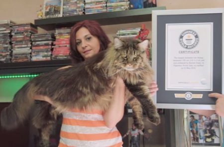 باریول بزرگترین گربه جهان در کتاب گینس ثبت شد
