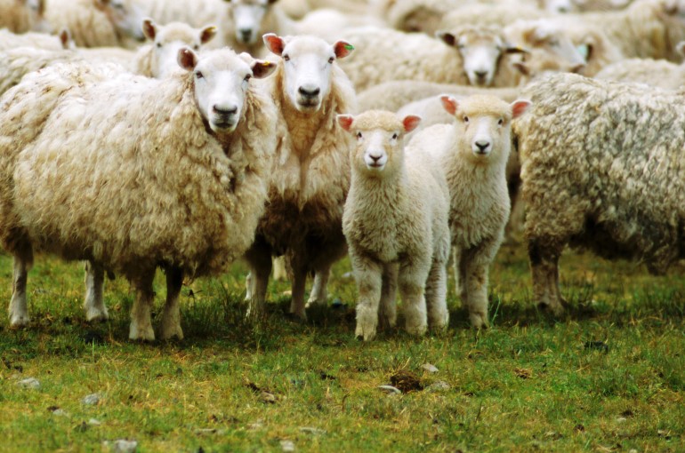 آخرین قیمت روز گوسفند زنده 
