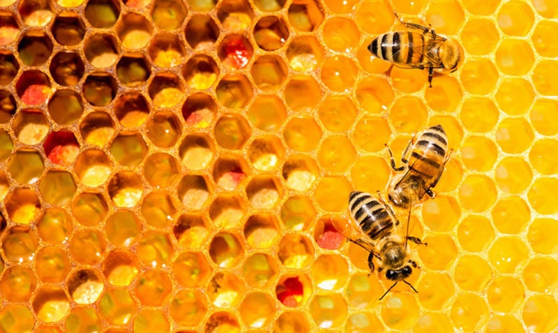 زنبور عسل چه چیزهایی تولید میکند