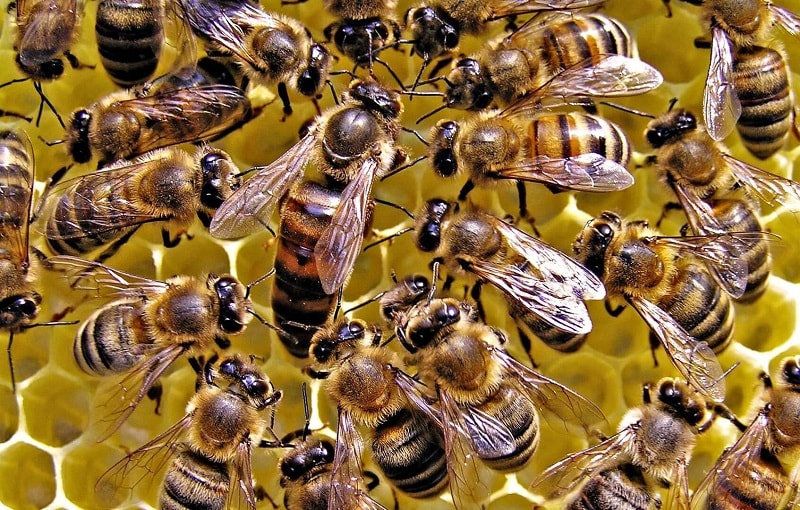 تولید ملکه زنبور عسل