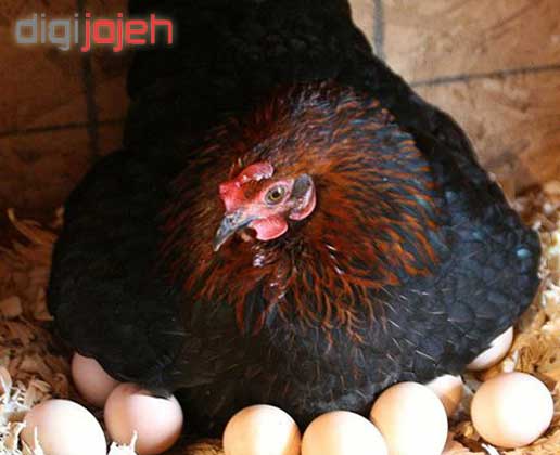 روش های موثر برای کرچ شدن مرغ