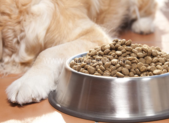 5 اشتباه در ذخیره سازی غذای سگ که می‌تواند باعث مریض شدن حیوان شما شود
