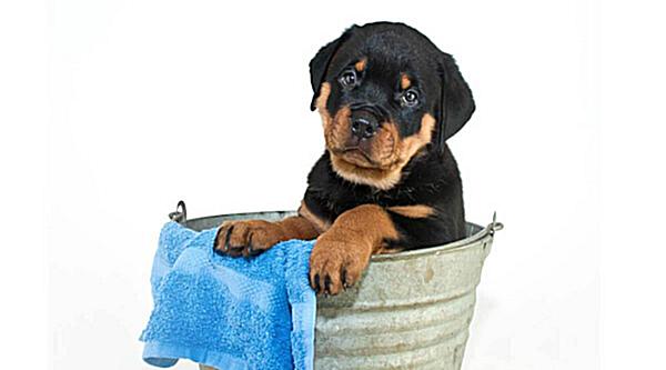 آموزش شستن سگ (حمام کردن) با شامپو