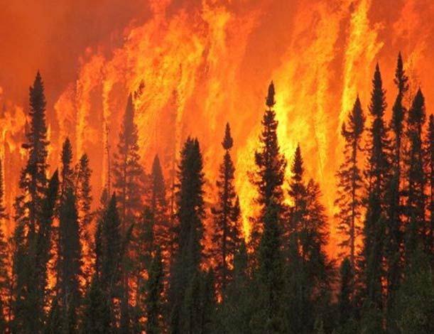 مجازات روشن کردن آتش در جنگل‌ها چیست؟