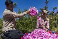 افزايش 20 درصدي برداشت گل محمدي در مهريز
