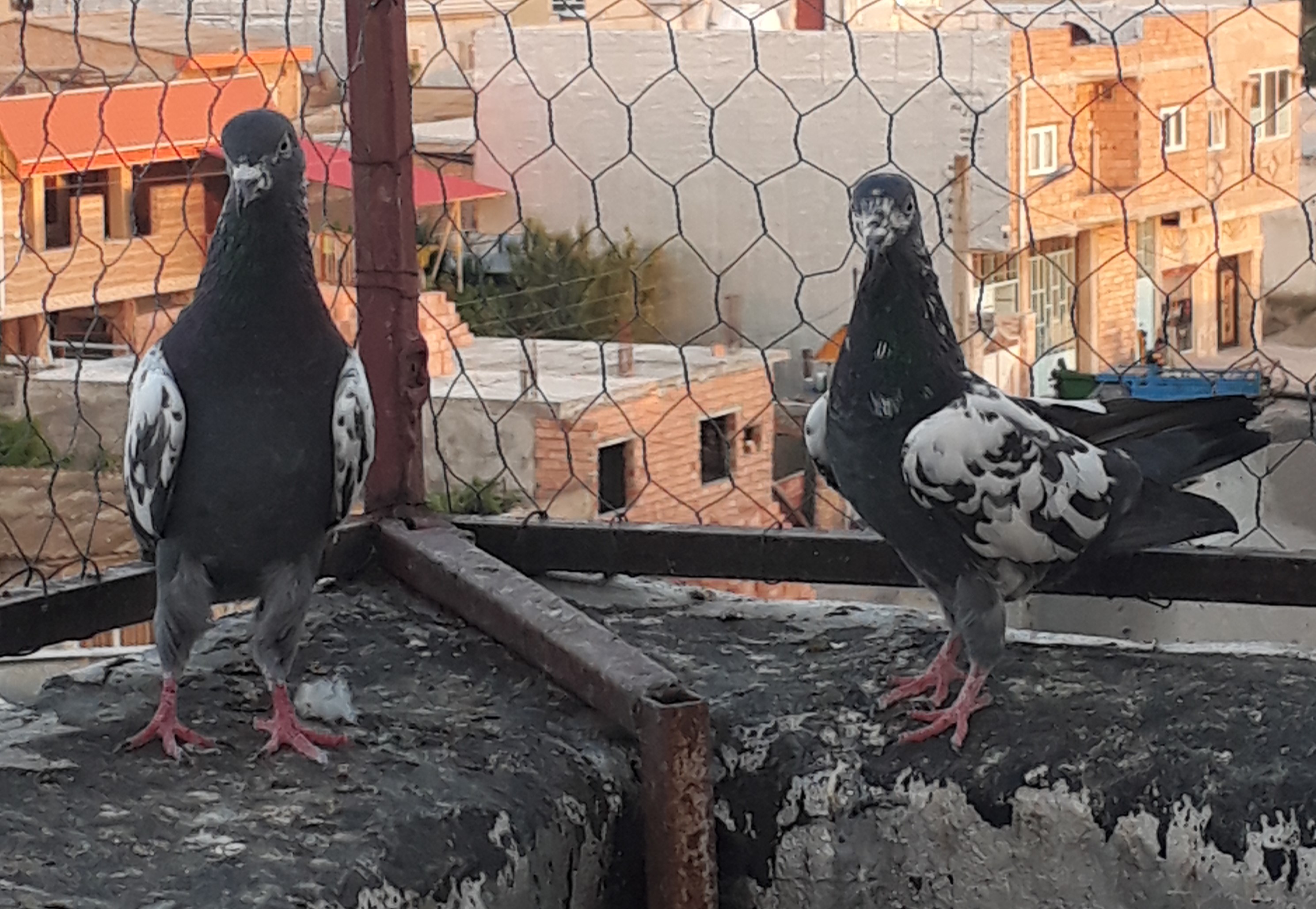 کبوتر های نژاد چینا پاکستانی پرش بالای 9 ساعت در گرما - کد 10