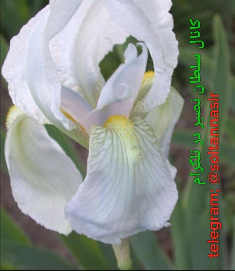 تصویر گل زنبق سفیدرنگ فلورانسی