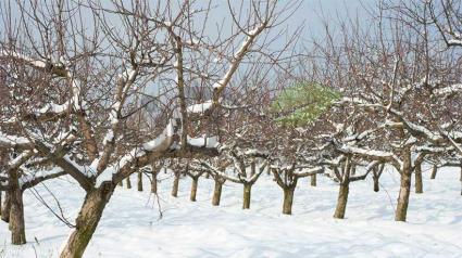 راه‌های مراقبت از درختان میوه در زمستان