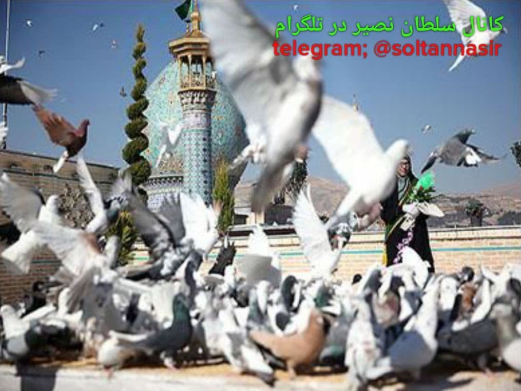 تصویر کبوتران در حرم حضرت احمد بن موسی شاه چراغ علیه السلام 