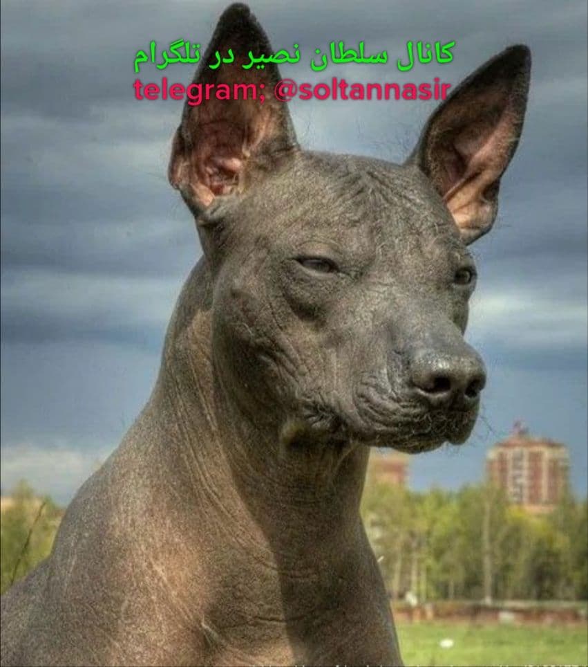 تصویر سگ شولویتزکوئینتله همان سگی که منسوب به شولوتول است