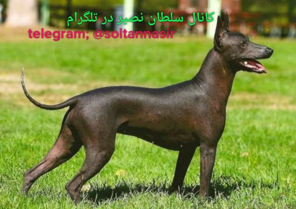تصویر سگ شولویتزکوئینتله شباهت عجیب این سگ با تصاویر منسوب به آنوبیس