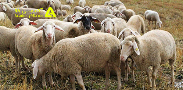 قیمت گوسفند زنده - قیمت بره زنده روز چقدر است ؟