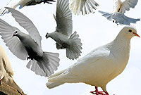  کبوترداری در روایات أئمه معصومین علیهم السلام