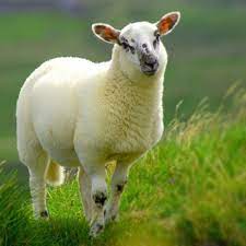 نکات مهم در شغل دامپروری گوسفندی