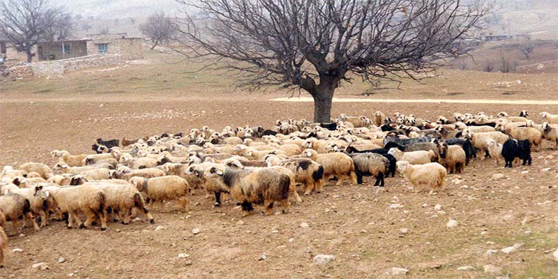 قیمت روز گوسفنده زنده در مرکز عرضه بهداشتی و معتبر