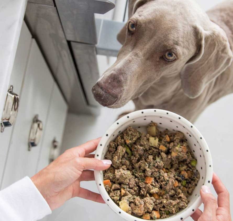 غذای برای سگ خیابانی و تفاوت آن با نژادهای دیگر