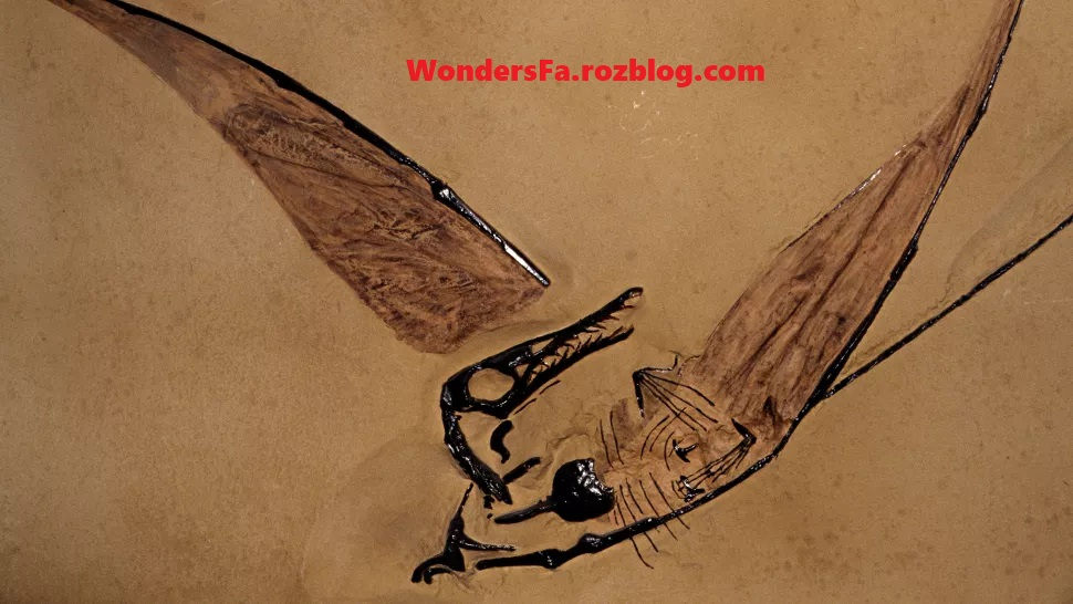 پیدا شدن فسیل اژدهای پرنده در بیابان + عکس