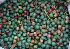 بنه میوه‌ای رنگارنگ در جنگل های زاگرس فارس  