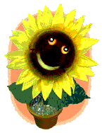 گل آفتابگردان (1) Sunflowers
