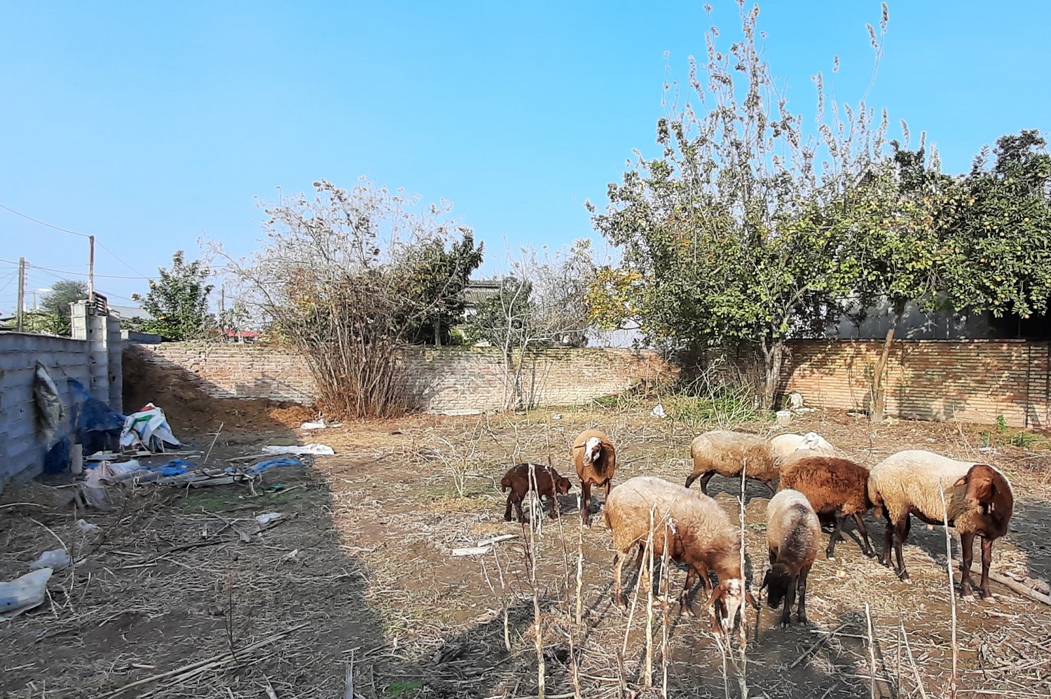  خریدوفروش زمین مسکونی در روستای عالیکلای آهی آمل