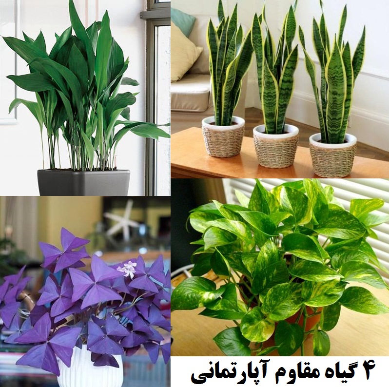 4 گیاه مقاوم برای آپارتمان