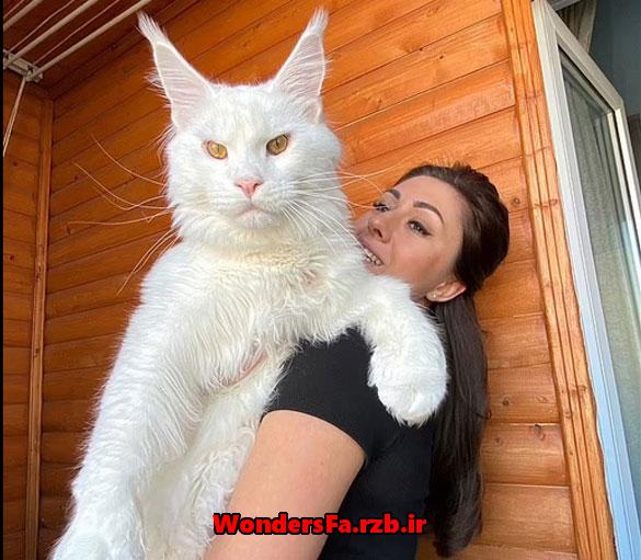 بزرگترین گربه جهان در روسیه + عکس