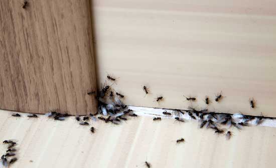 سمپاشی برای مورچه | چگونه مورچه ها را با خیال راحت از بین ببریم ؟