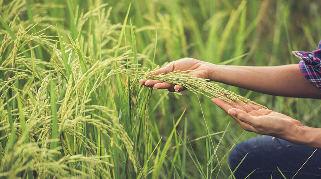  برنج هاشمی چیست؟ ویژگی ها و عوامل موثر بر قیمت برنج هاشمی