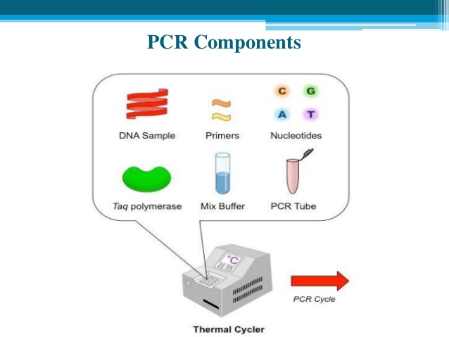اجزاء واکنش های پی سی آر - PCR Reaction reagent