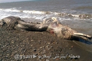 پیدا شدن جسد حیوان عجیب الخلقه در ساحل + عکس