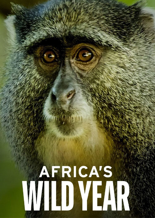دانلود مستند سریالی سال حیات وحش آفریقا Africa’s Wild Year 2021