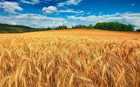 خبر مهم درباره افزایش قیمت گندم | قیمت خرید گندم از گندمکاران کی اعلام می  شود؟