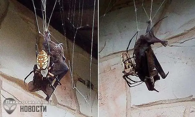ببینید : عنکبوت ترسناک تگزاسی که خفاش را خورد!