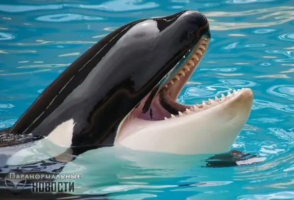چرا نهنگ‌های قاتل در طبیعت به انسان‌ها حمله نمی‌کنند؟