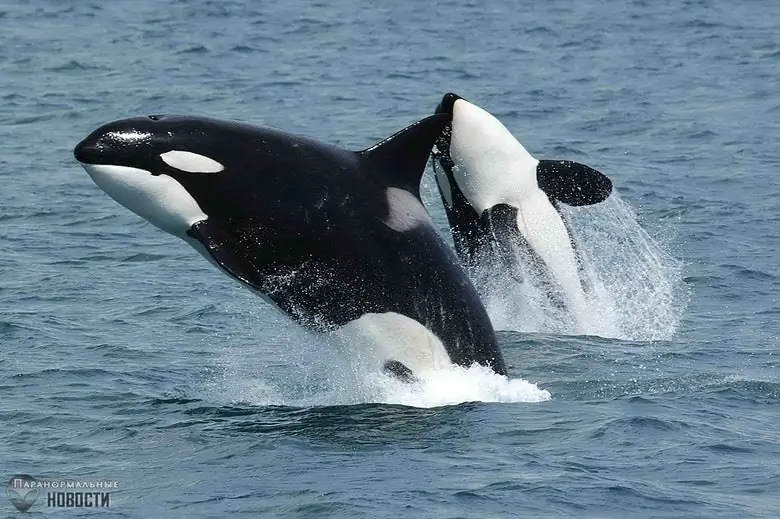 چرا نهنگ‌های قاتل در طبیعت به انسان‌ها حمله نمی‌کنند؟