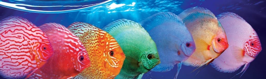 ماهی دیسکس:مقاله کامل و جامع در مورد پادشاه ماهیان آب شیرین
