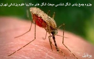  جزوه جمع بندی انگل شناسی مبحث انگل ھای مالاریا دکتر ناطق پور علوم پزشکی تهران